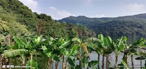 香蕉视频推荐 - 自然风光短视频