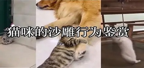 香蕉视频推荐 - 萌宠日常分享